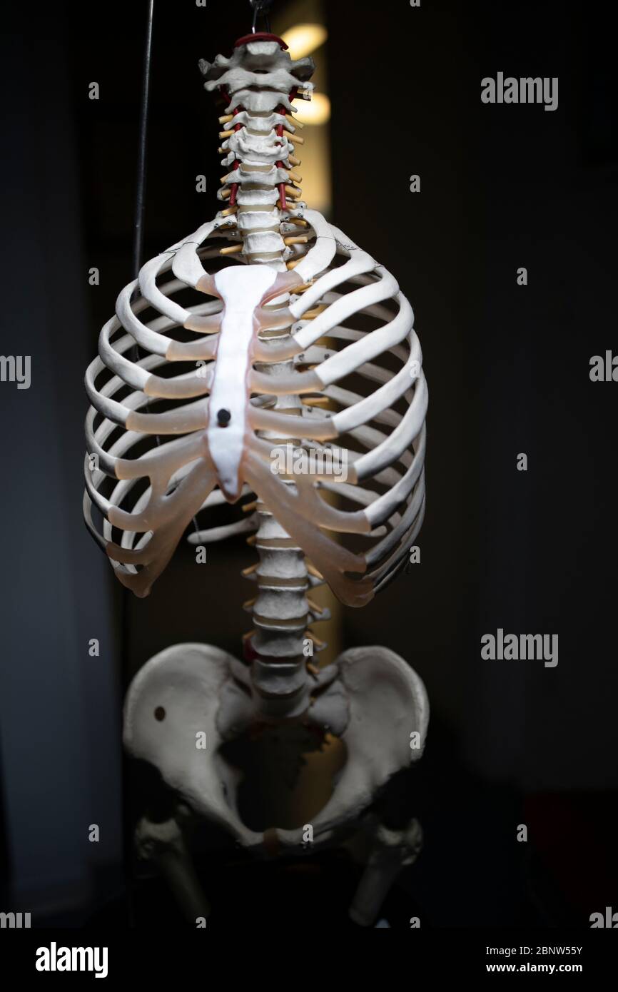 Esqueleto de un cuerpo humano con luz azul y amarilla. Foto de stock