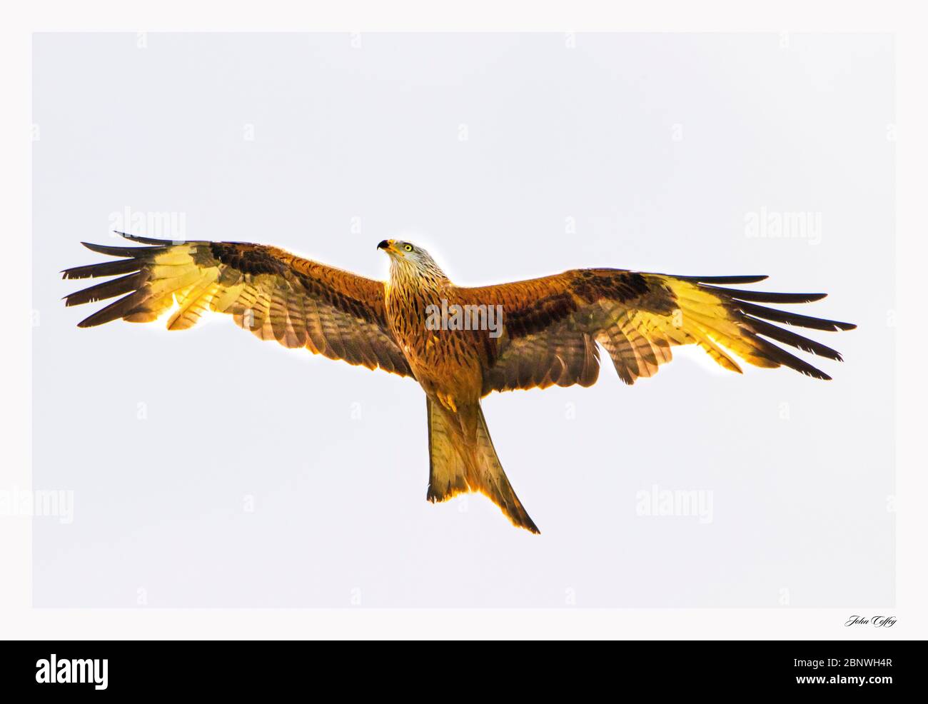 Red Kite, Milvus Milvus, gran ave de presa, que se devoran sobre el campo de Bedfordshire, Reino Unido. Foto de stock