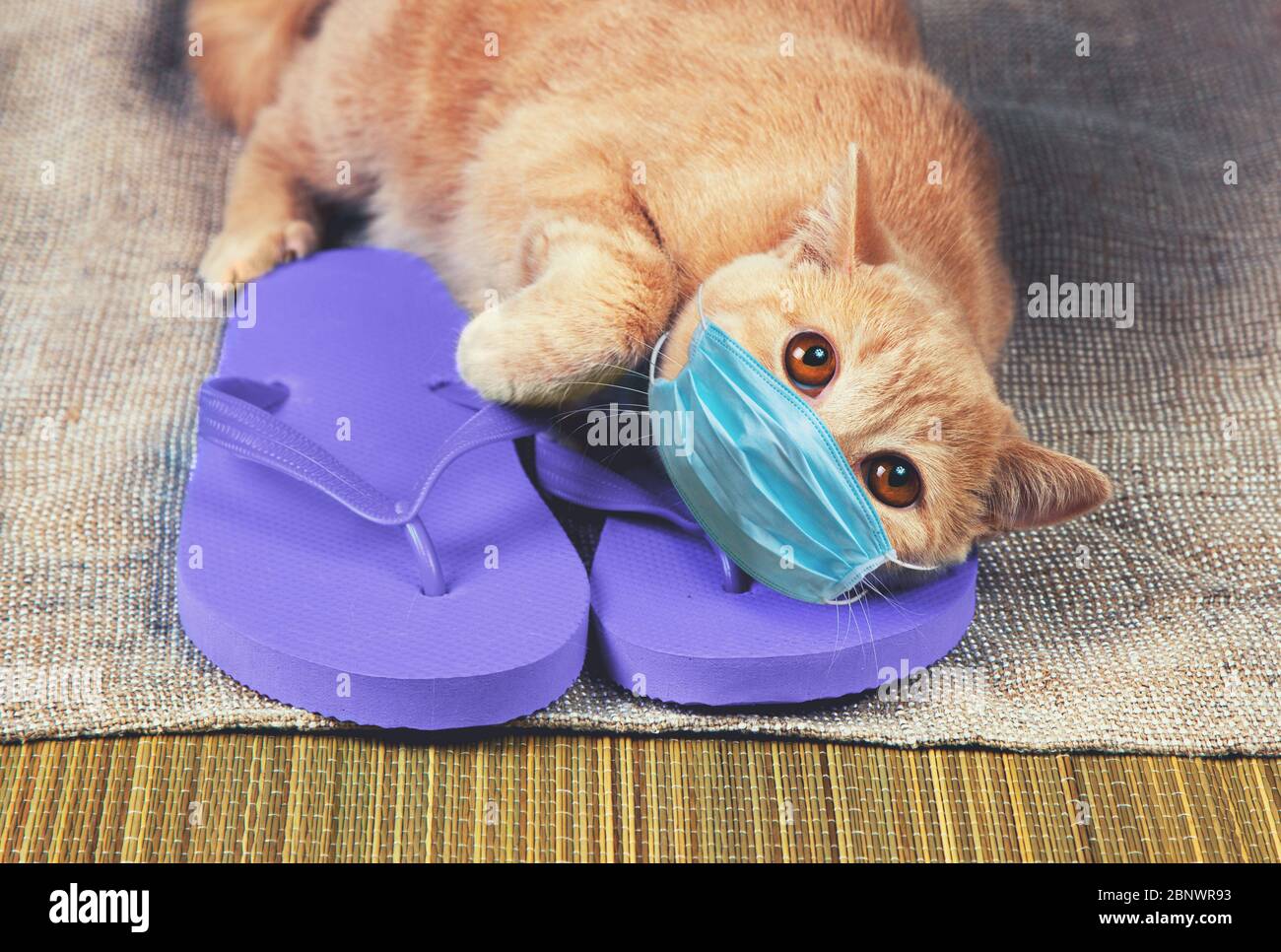 Ginger gato en chanclas sandalias. El gato en una máscara médica. Verano, viajes, concepto médico Fotografía de stock - Alamy