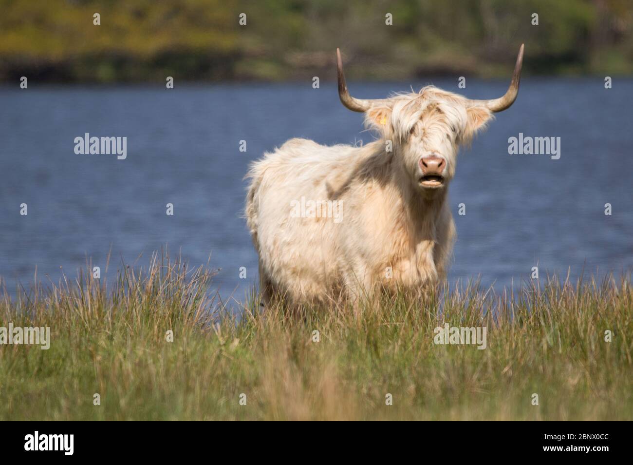 Loch Achray, Stirlingshire, Reino Unido. 16 de mayo de 2020. En la foto: A pesar de un punto de interés turístico muerto, La vida continúa mientras nuevas vacas de la tierra alta cuddly del bebé descansan en los campos verdes en las orillas del lago Achray que normalmente serían encerradas en el tráfico en la muy popular Ruta del corazón 200 dentro del lago Lomond y el Parque Nacional Trossachs. Las restricciones gubernamentales al bloqueo del coronavirus (COVID19) han afectado enormemente a la industria turística escocesa hasta el punto de colapsar. Crédito: Colin Fisher/Alamy Live News Foto de stock