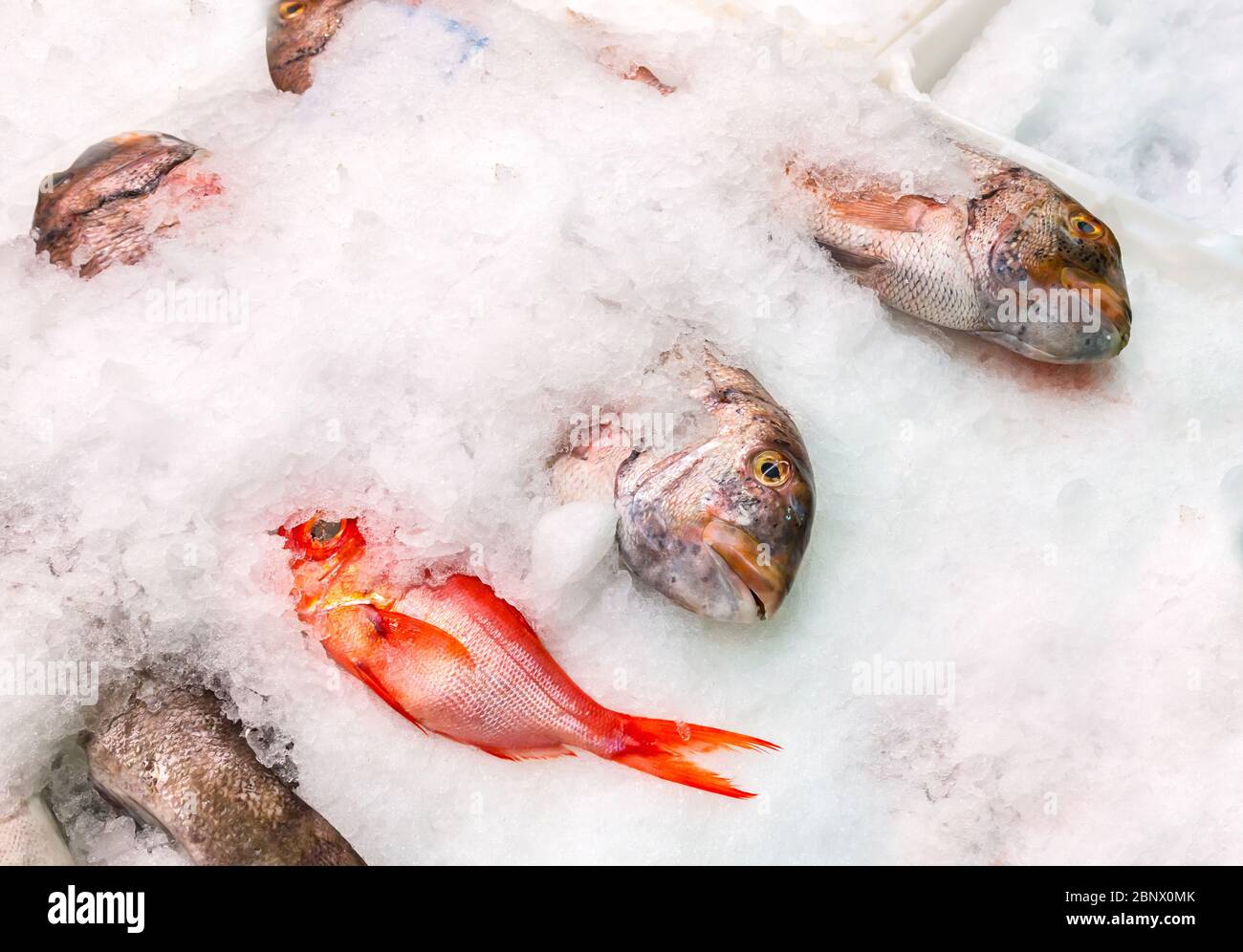 Pesca en hielo en el mercado árabe de Santa Cruz de Tenerife Foto de stock
