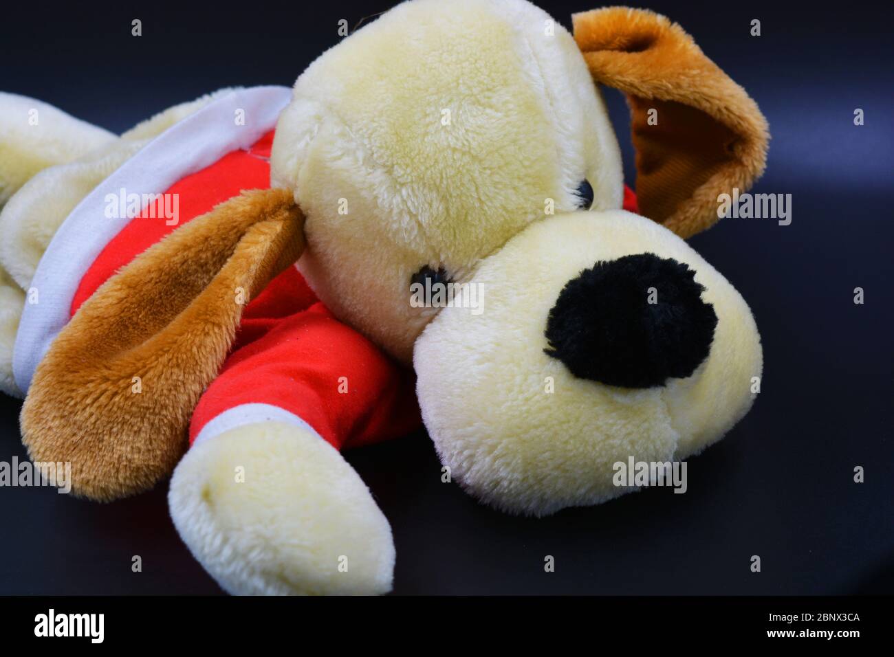 Un juguete suave para niños, un perro hiedra en una alfombra roja y orejas marrones se encuentra sobre un fondo negro. Foto de stock