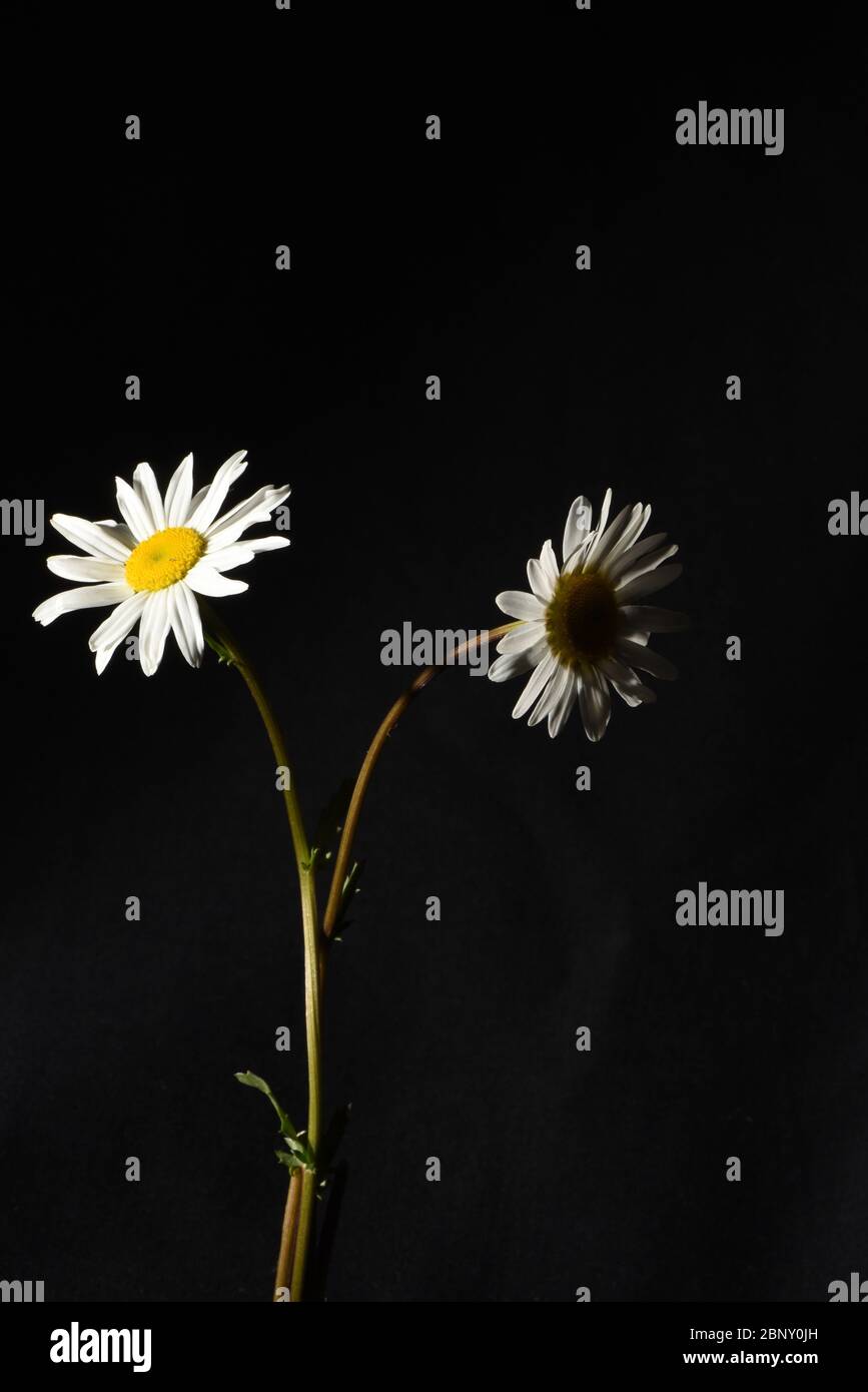 La vida de dos flores blancas de margarita, una de ellas iluminada brillantemente, la otra en sombras sobre un fondo negro Foto de stock