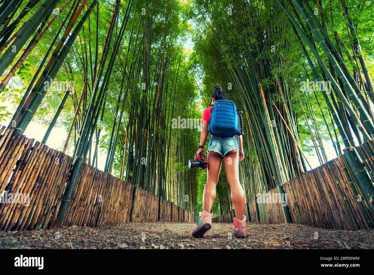 Mujer de viaje con mochila y cámara en la mano explorar el bosque de bambú en Tailandia. Destinos de viaje populares en Asia. Foto de stock