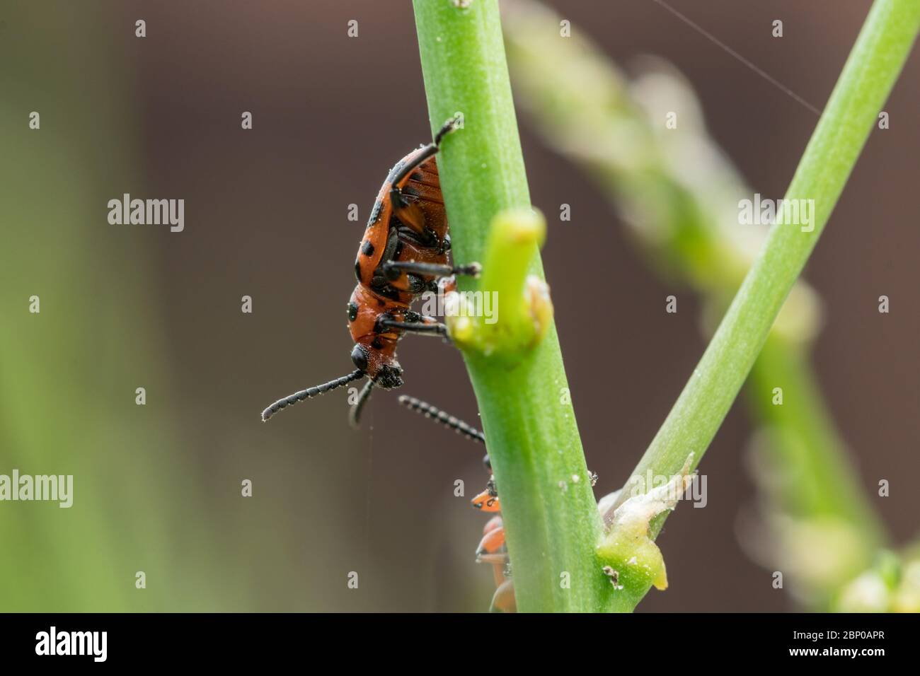 Escarabajo de espárragos manchado en la parte superior de los espárragos. La principal plaga de la cosecha de espárragos. Foto de stock