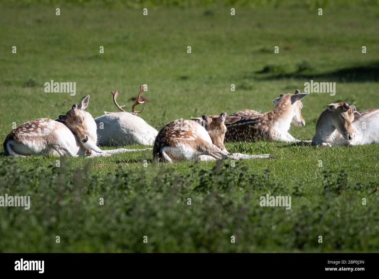 Ashton Court Estate, Long Ashton, Bristol, Reino Unido. 15 de mayo de 2020. El ciervo barbecho se desordeaba al sol de la mañana en el Ashton Court Estate, Bristol. Foto de stock