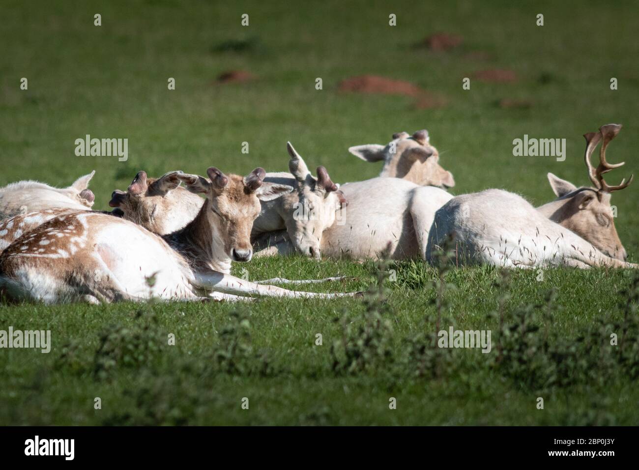 Ashton Court Estate, Long Ashton, Bristol, Reino Unido. 15 de mayo de 2020. El ciervo barbecho se desordeaba al sol de la mañana en el Ashton Court Estate, Bristol. Foto de stock