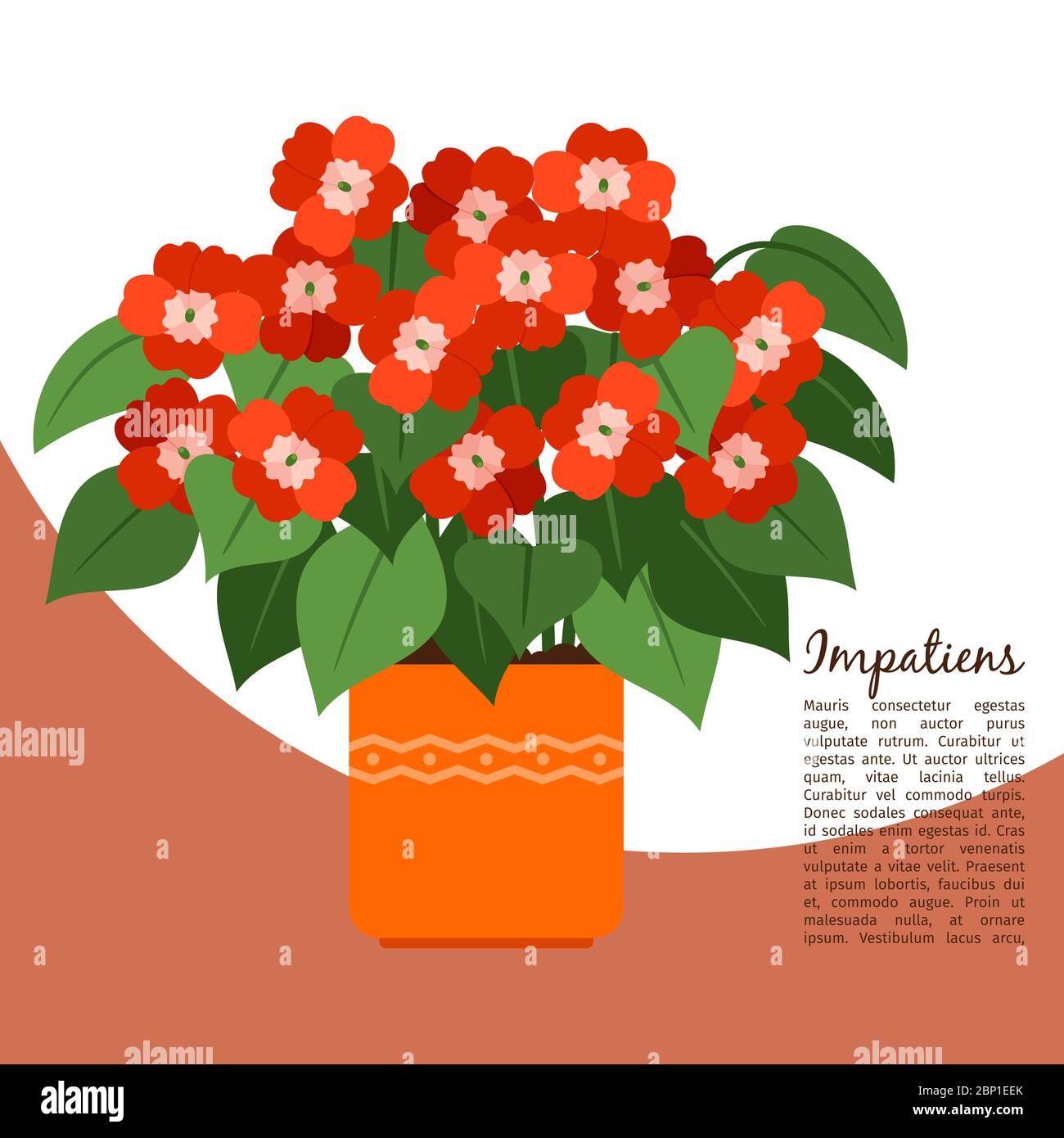 Impatiens plant illustration fotografías e imágenes de alta resolución -  Alamy