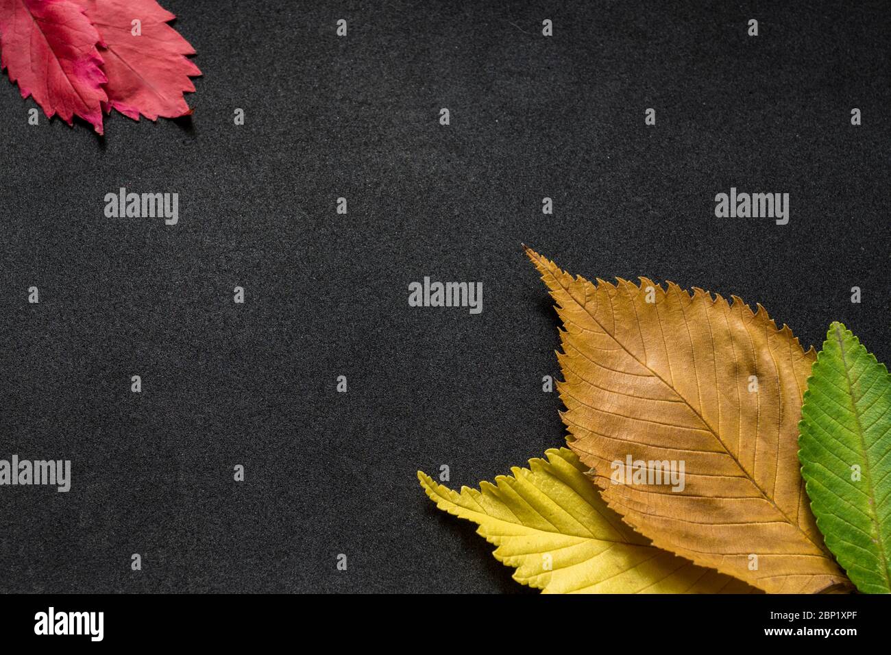 hojas de color de árbol de elmo sobre fondo negro Fotografía de stock -  Alamy