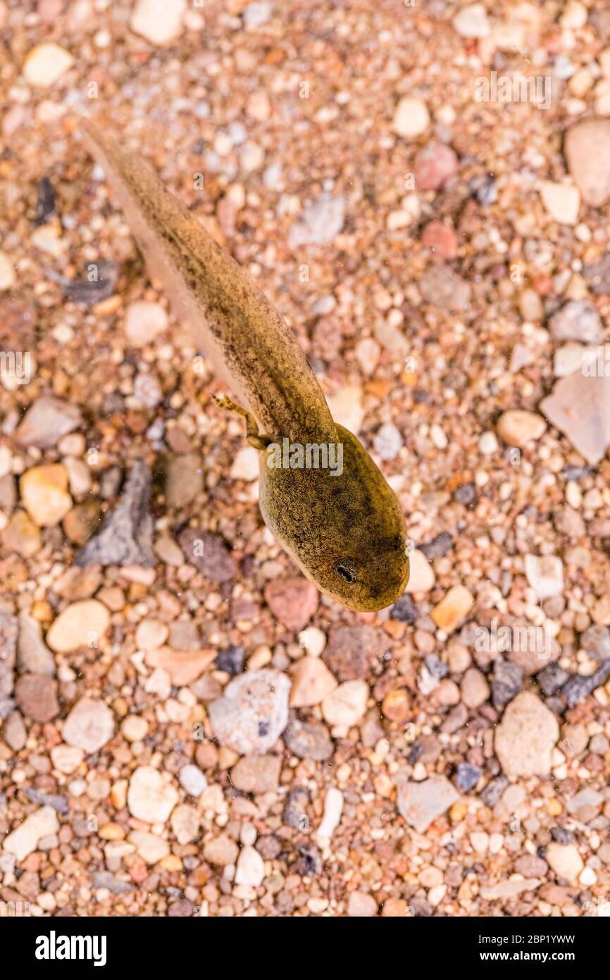 Tadpole de rana común con patas traseras. De cerca. Foto de stock