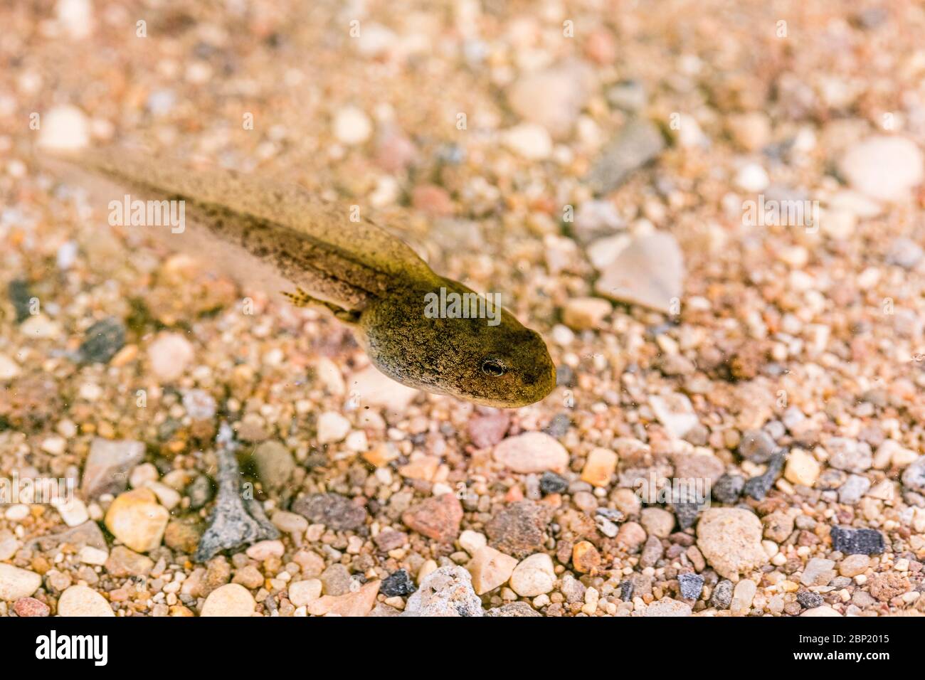 Tadpole de rana común con patas traseras. De cerca. Foto de stock