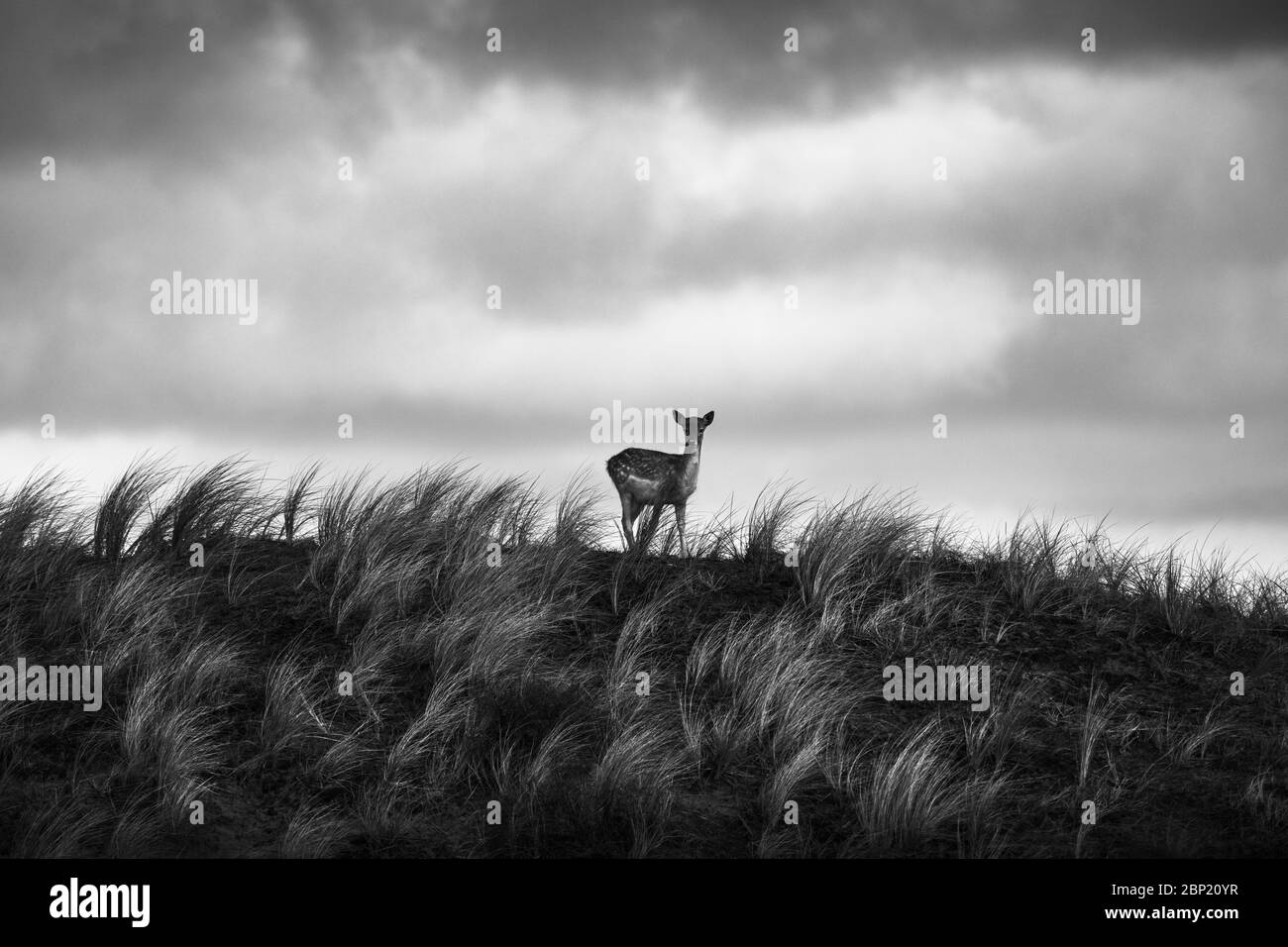 Zandvoort, Holanda, Amsterdam Coast, un retrato de silueta contra el cielo tormentoso de un ciervo barbecho europeo en un lado de la colina verde Foto de stock