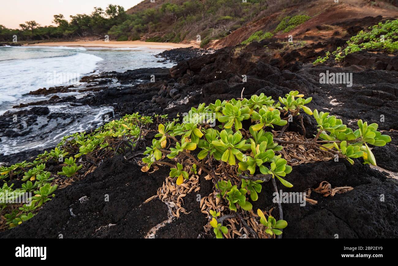 Pequeña planta de Makena Beach Naupaka Foto de stock