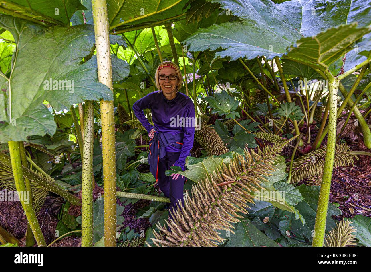 Gigante Rhubarb (Gunnera) en el Parque de Brodick Castillo en la Isla de Arran, Escocia Foto de stock