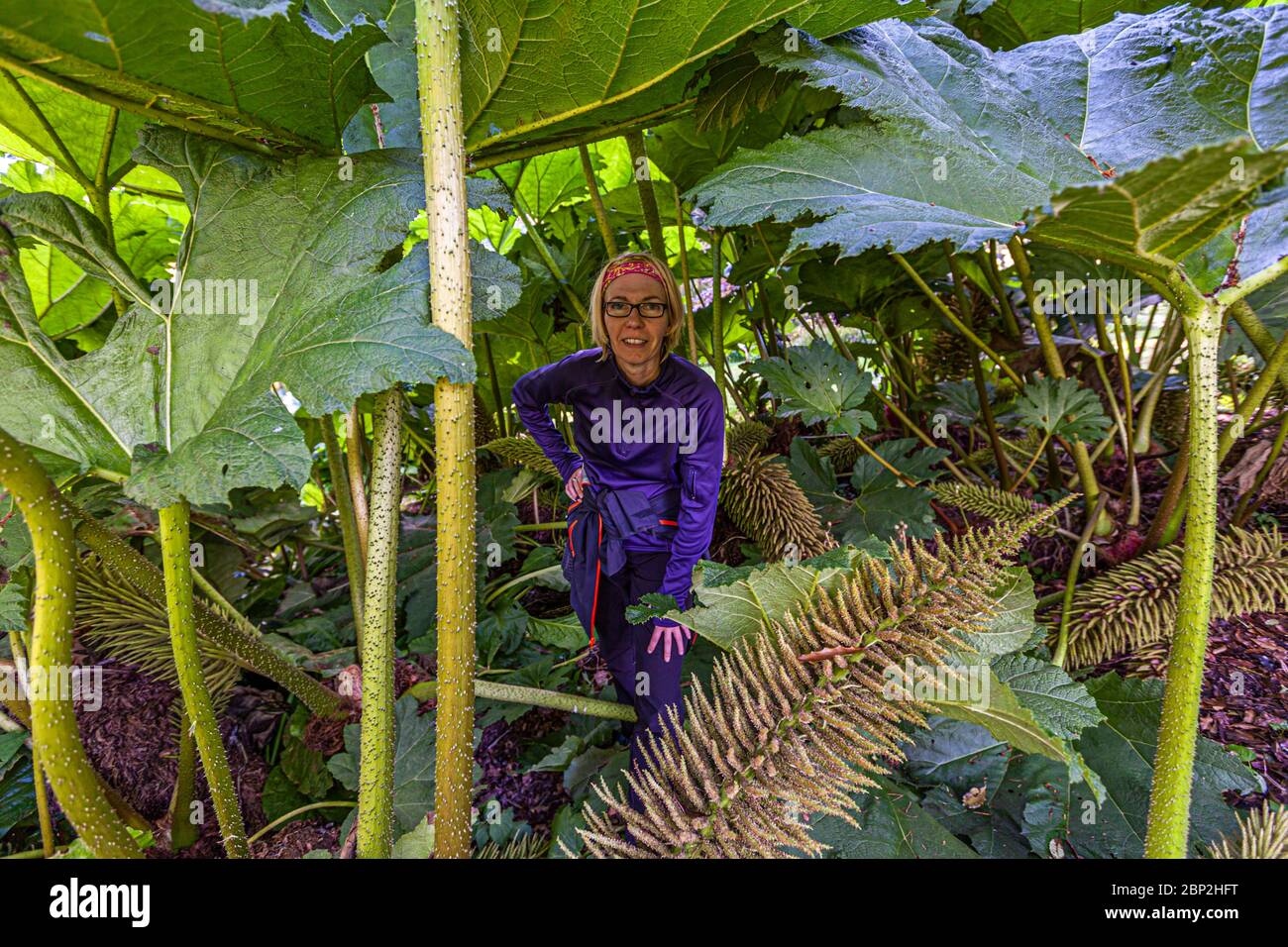 Gigante Rhubarb (Gunnera) en el Parque de Brodick Castillo en la Isla de Arran, Escocia Foto de stock