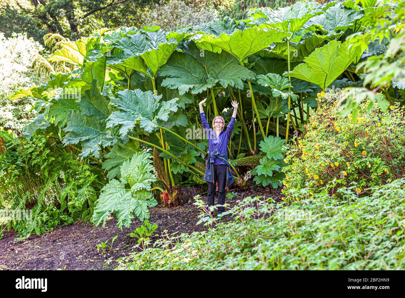 Gigante Rhubarb (Gunnera) en el Parque de Brodick Castillo en la Isla de Arran, Escocia Foto de stock