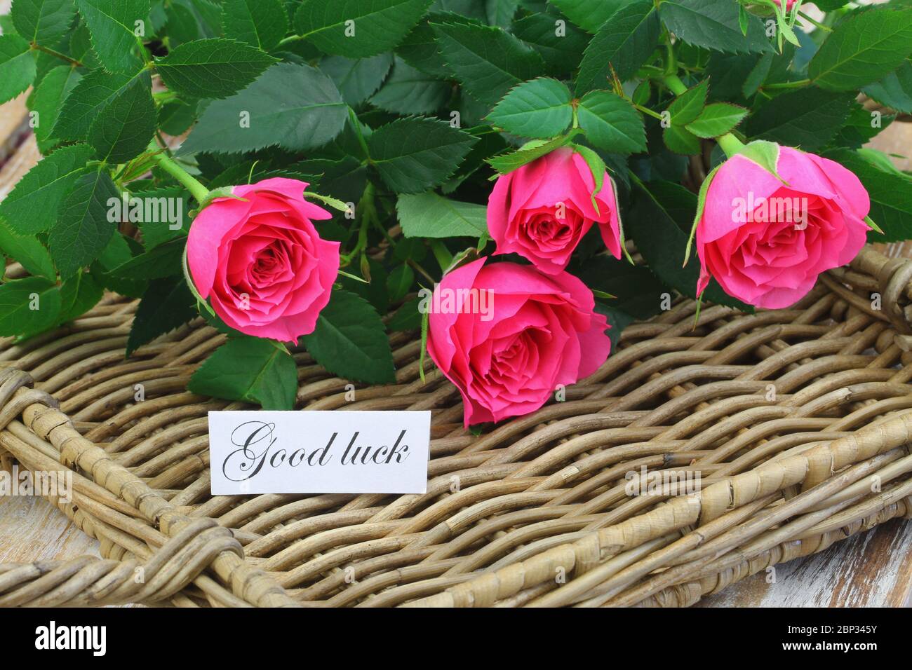 Tarjeta de buena suerte con rosas silvestres rosas en mimbre Foto de stock