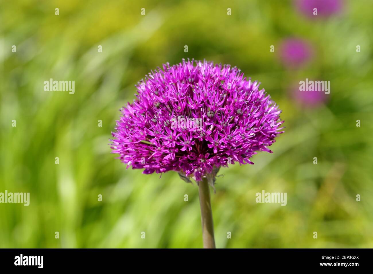 Una flor de Allium de 'sensación púrpura' (allium hollandicum, allium aflatunense) Foto de stock