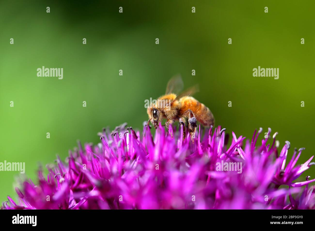 Una abeja de miel encima de una flor de Allium de 'sensación púrpura' (Allium hollandicum, Allium aflatunense) Foto de stock