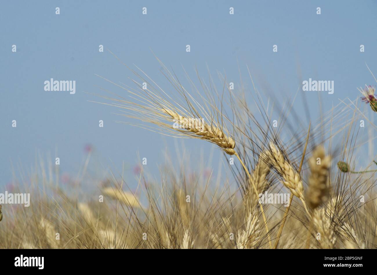 Oído de trigo en Sicilia Foto de stock