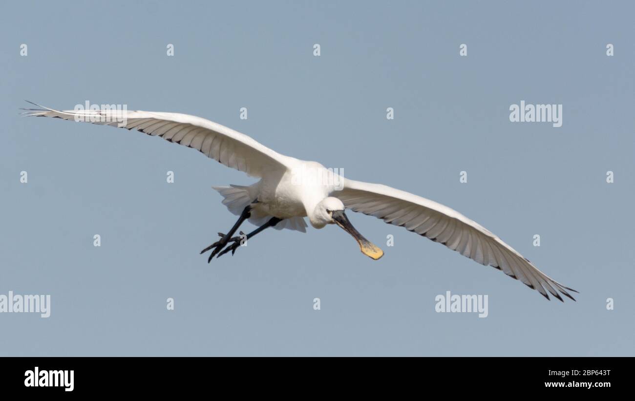 Un pico de cuchara euroasiático (Platalea leucorodia), que llega a un aterrizaje. Foto de stock