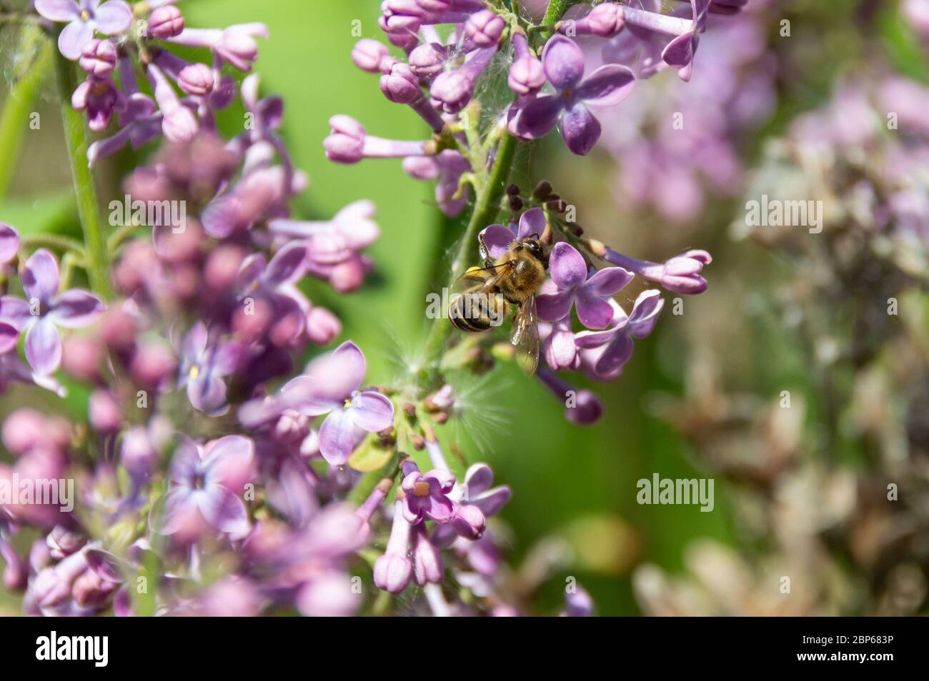 Flores de lila púrpura y la abeja que recoge néctar y polinizan el arbusto de lila. cerca de la abeja sobre fondo de lila. Primer plano de la abeja europea. Foto de stock