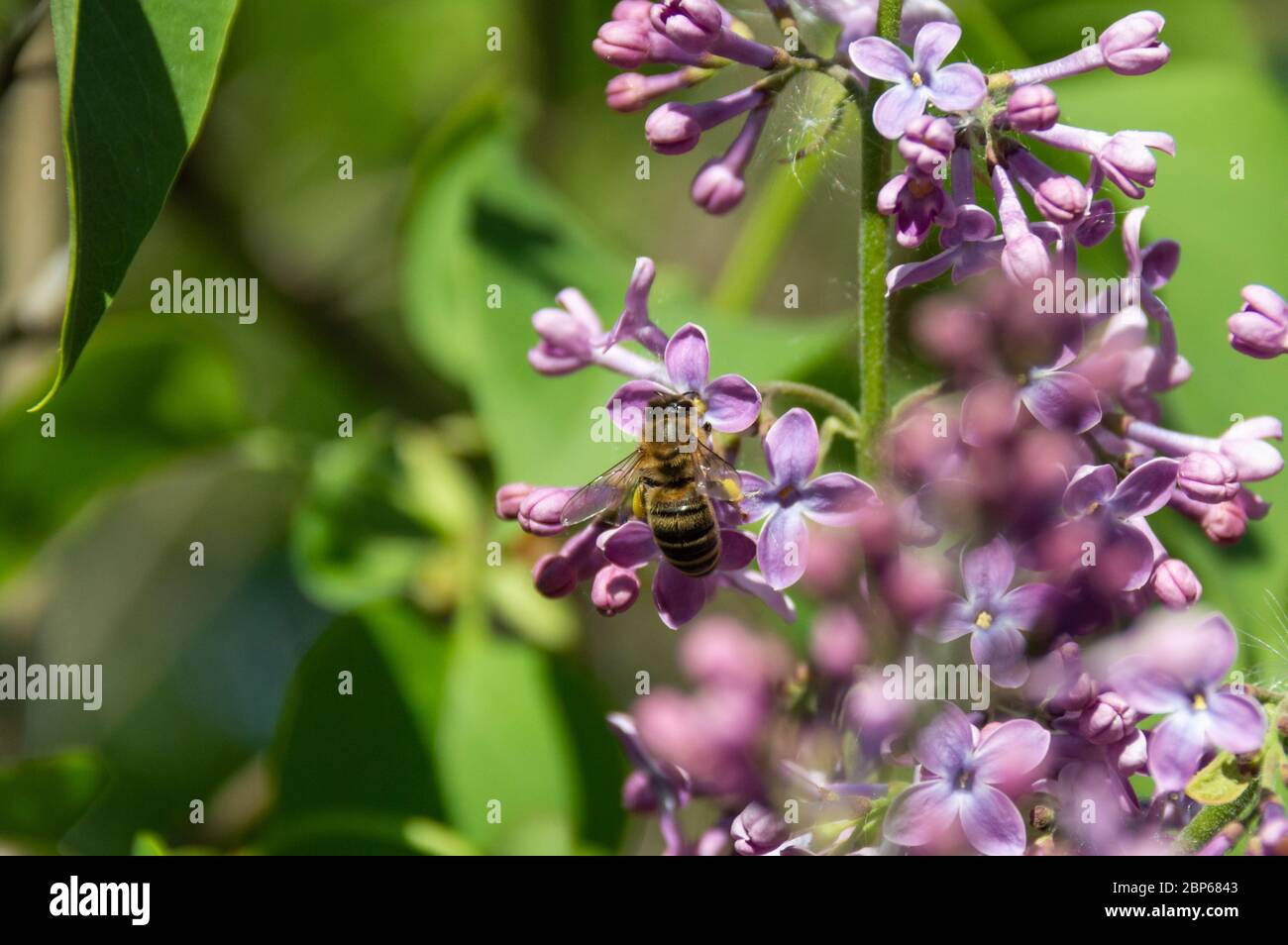 Flores de lila púrpura y abejas europeas que recolectan néctar y polinizan el arbusto de lila. Foto de stock
