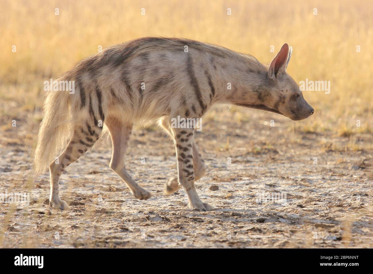 Hyena de rayas indias en la mañana de verano en busca de algunos alimentos en los pastizales del parque nacional de blackbuck, velavadar, gujarat, india Foto de stock