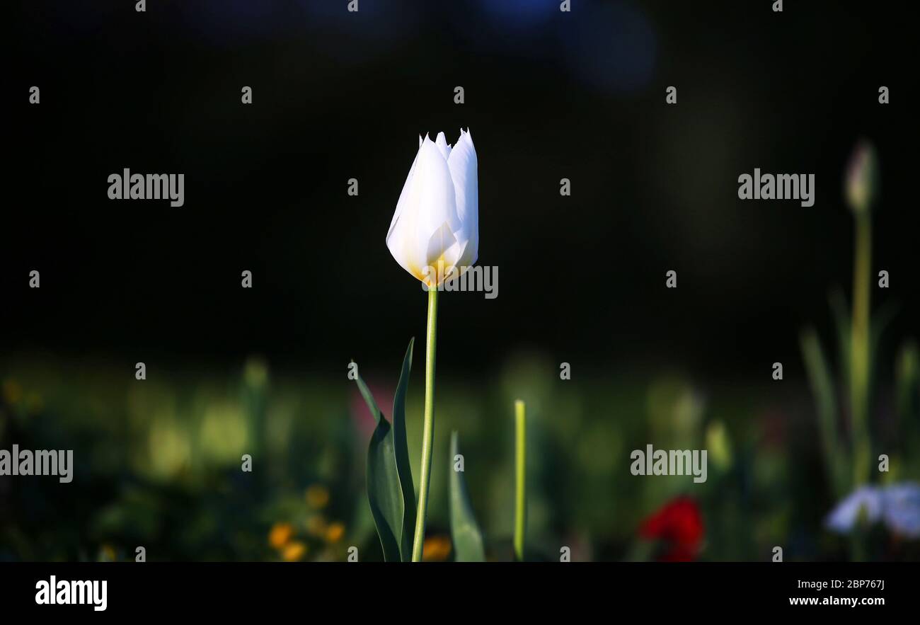Un tulipán es iluminado por el sol de la mañana temprano en un parque en Belfast del este, Irlanda del Norte. Foto de stock