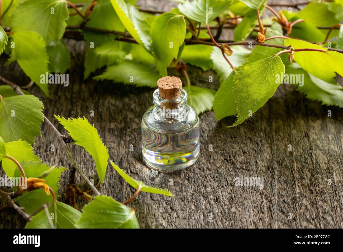 Una botella de aceite esencial con hojas de abedul joven Foto de stock