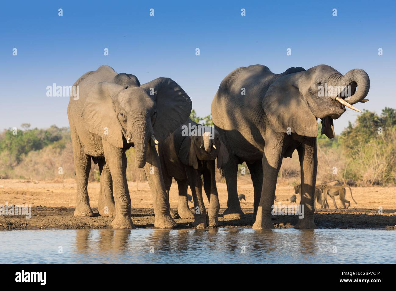 Elefantes africanos bebiendo en una piscina en el Parque Nacional de Mana Pools Foto de stock