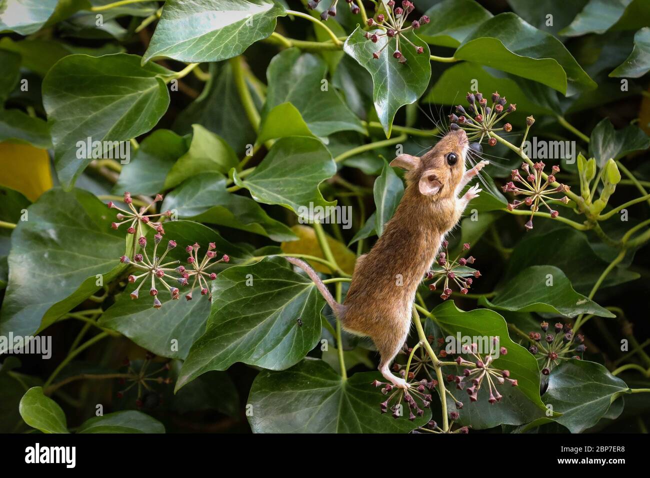 Dresde, Alemania. 15 de mayo de 2020. El ratón de madera sube en arbustos de hiedra en busca de comida. Crédito: Tino Plunert/dpa-Zentralbild/ZB/dpa/Alamy Live News Foto de stock