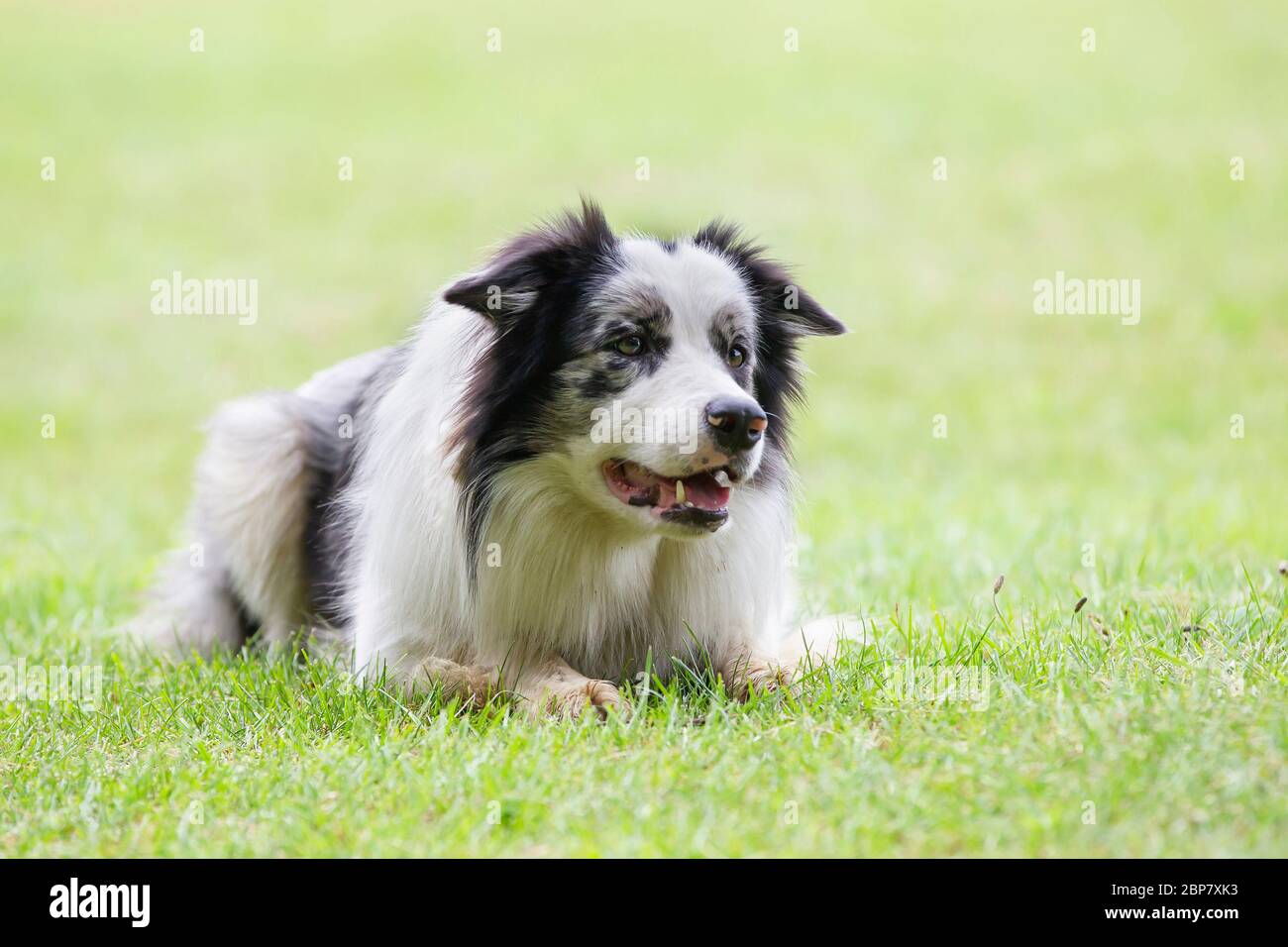 Tri colored Border Collie en Abington Park en su paseo matutino, Northampton, Inglaterra, Reino Unido. Foto de stock