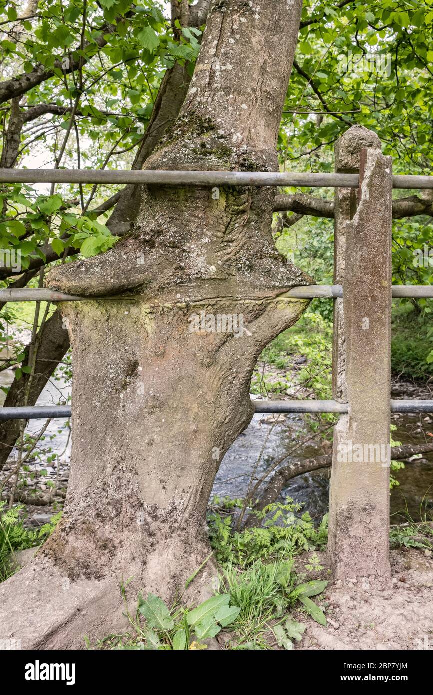 Un viejo fresno (fraxinus excelsior) que crece alrededor de barandillas en una pasarela peatonal, Gales, Reino Unido Foto de stock