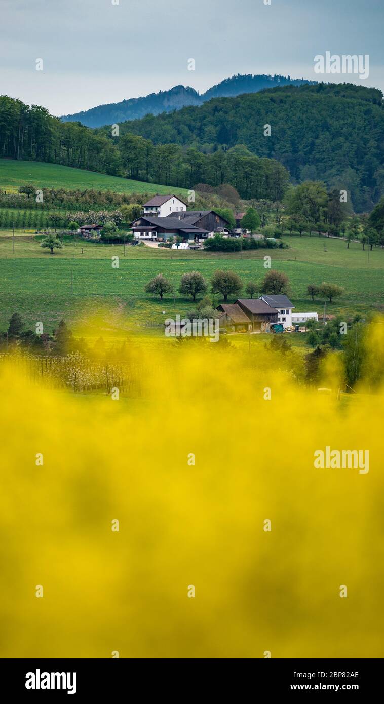 Baselbieter Bauernhof mit blühendem Rapsfeld Foto de stock