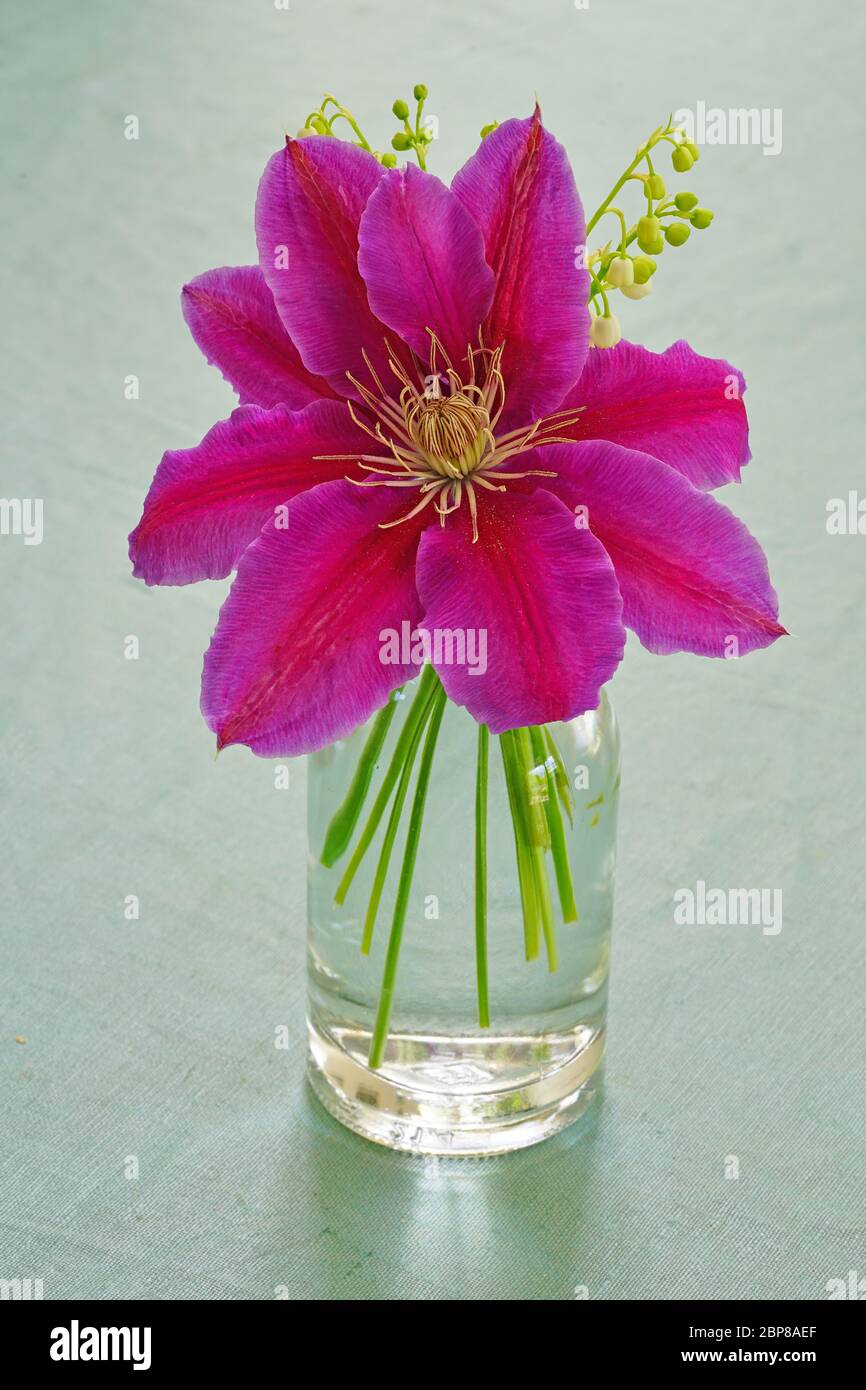 Ramo de flores de clematis rosadas y tallos fragantes de lirio blanco de las campanas de flores del valle Foto de stock