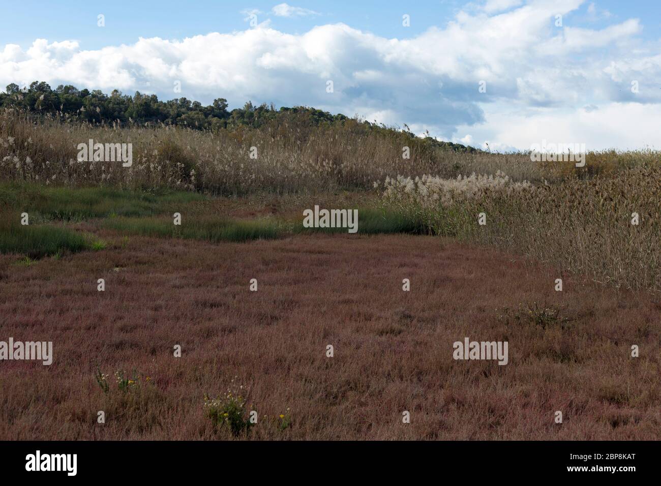 La reserva natural del parque del río Alcantara, Sicilia, Italia Foto de stock