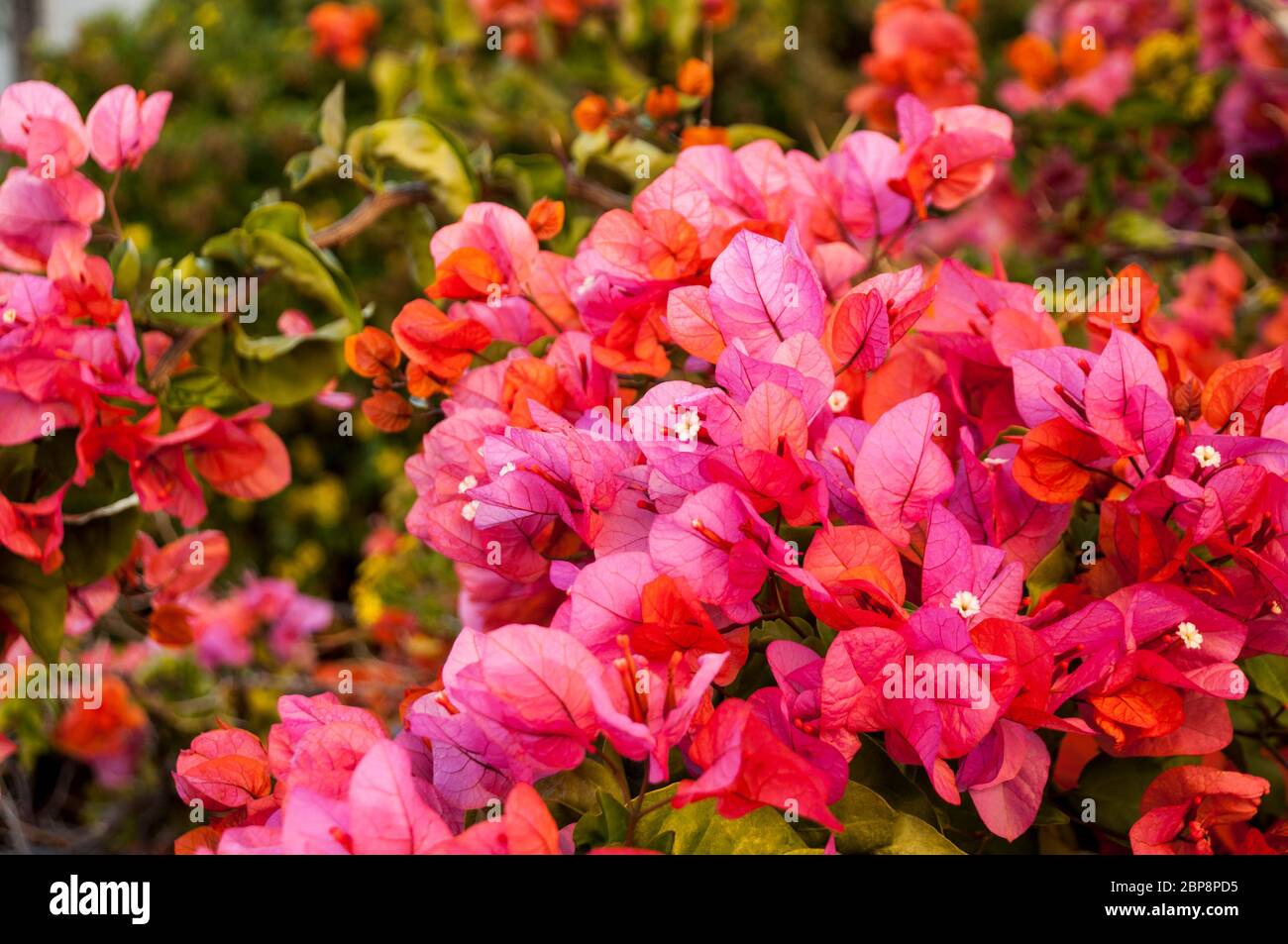 Flores de Bougainvillea rojas y rosadas Foto de stock