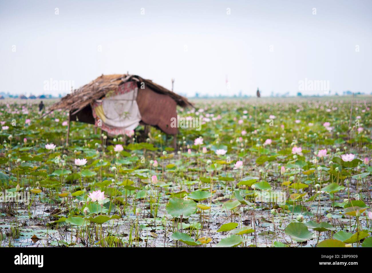 Nelumbo nucifera, granja de flores de loto con cabaña de trabajadores, Camboya Central, Sudeste de Asia Foto de stock