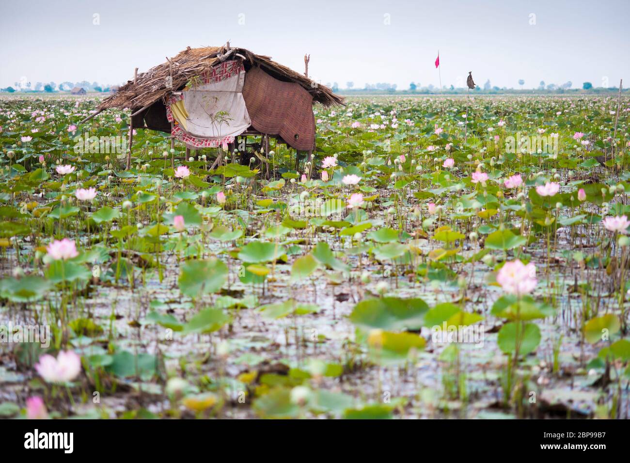Los trabajadores se casan en una granja de flores de loto, Camboya central, sudeste de Asia Foto de stock