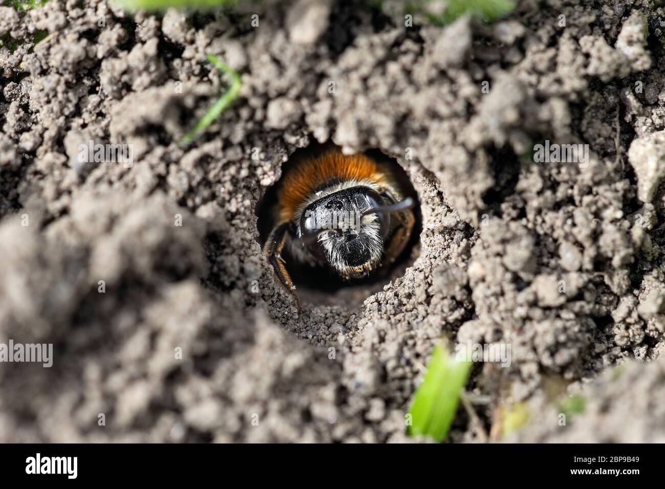 Abeja Minera (posiblemente Tawny Mining Bee, Andrena fulva) en la entrada de su agujero Nest en un jardín de césped, Inglaterra Reino Unido Foto de stock