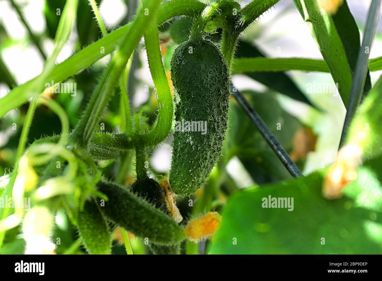 Un pepino colgando en una jaula de seguridad. Foto de stock