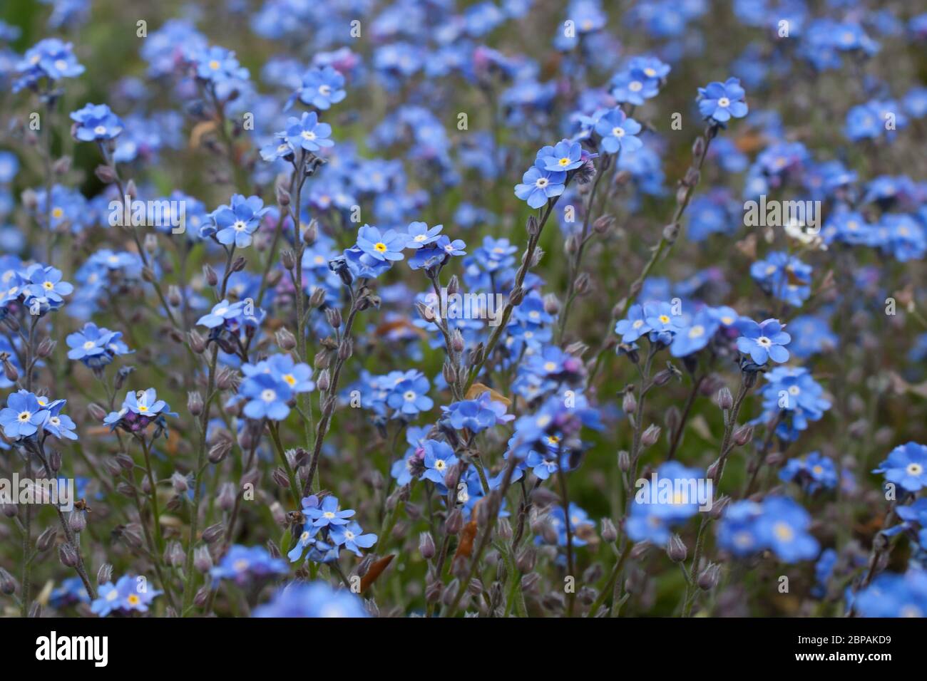 Pequeñas flores azules llamadas, campo olvidar-me-nots Nombre botánico  Myosotis arvensis una especie de olvidar-me-nots Fotografía de stock - Alamy