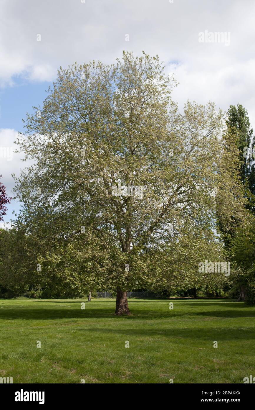 Un árbol oriental en un parque en Abingdon en Oxfordshire durante el mes de mayo Foto de stock