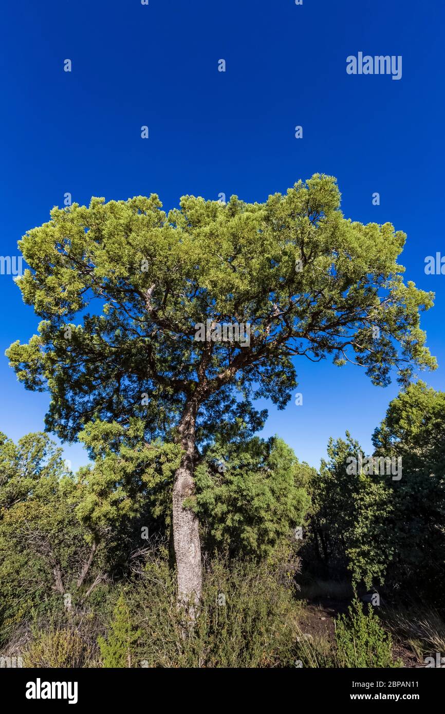 Alligator Juniper, Juniperus deppeana, prosperando en el campo de Oak Grove en el Bosque Nacional Lincoln en las Montañas Sacramento de Nuevo México, EE.UU Foto de stock