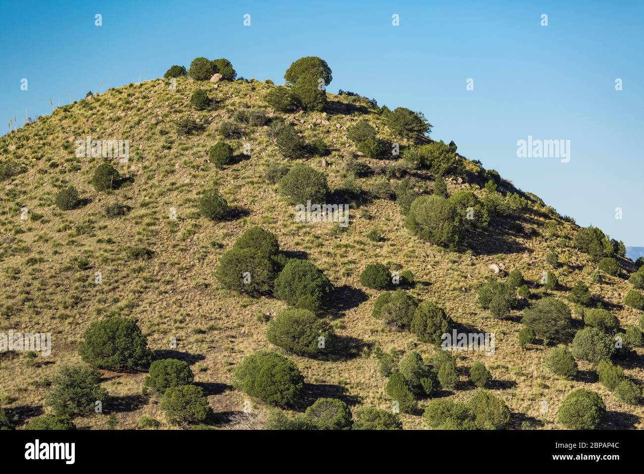 Colina con bosque de pinyon-enebro sobre el campo de Oak Grove en el Bosque Nacional Lincoln, Montañas Sacramento, Nuevo México, EE.UU Foto de stock
