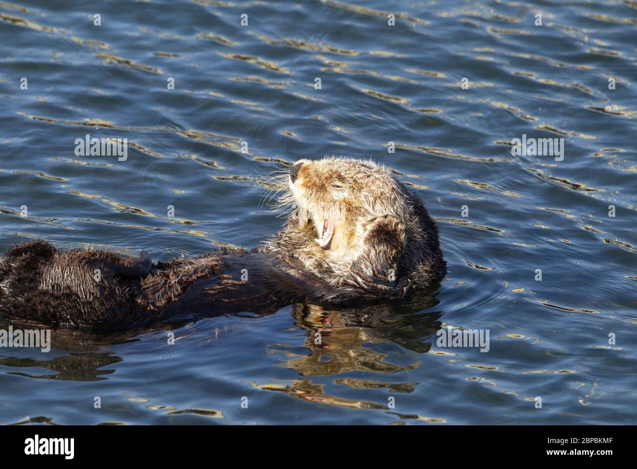 Sea Otter con bostezo de cabeza blanca Foto de stock
