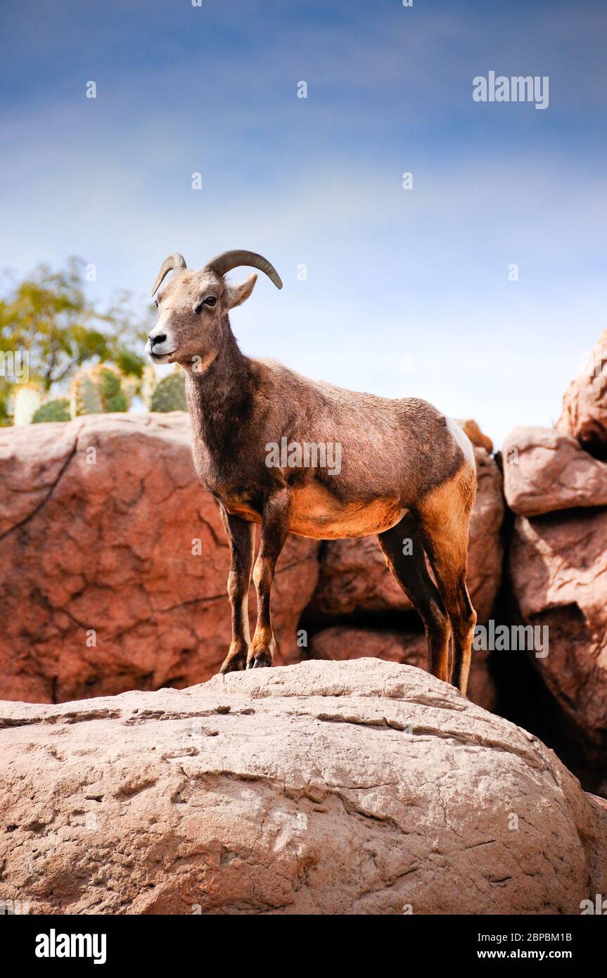 Una oveja hembra, oveja, cuerno grande del desierto posando sobre una roca roja contra un cielo azul. Estos animales ágiles viven entre las rocas. Foto de stock