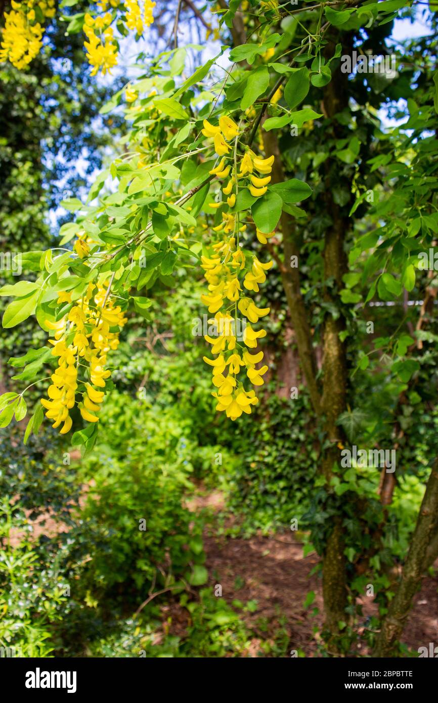cubrir Estricto cocaína Racimos colgantes de flores amarillas de un árbol de Laburnum contra un  fondo borroso de árboles y arbustos Fotografía de stock - Alamy