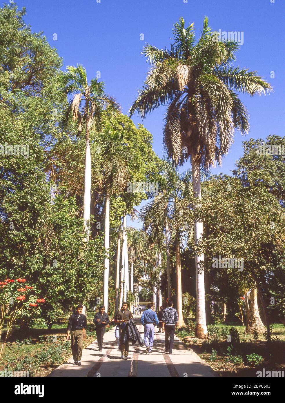 Avenida ajardinada, Jardín Botánico de Aswan, Isla Kitchener, Aswan, Gobernación de Aswan, República de Egipto Foto de stock